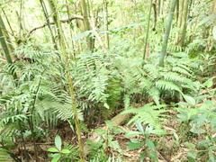 Phyllostachys makinoi