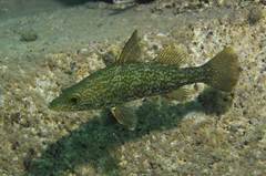 Tanganyika Lates photo 2