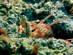 Lysiosquillina maculata