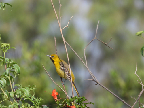 Hooded Oriole, tijuana river estuary area, photo 9 of 10