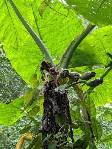 Xanthosoma undipes, photograph 6