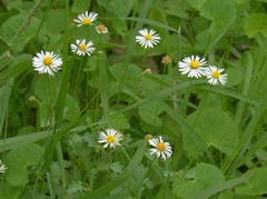 Brachyscome microcarpa