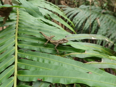 Diploderma polygonatum xanthostomum