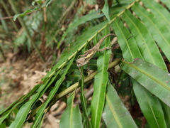 Diploderma polygonatum xanthostomum