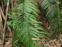 Diploderma polygonatum xanthostomum