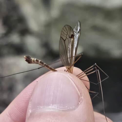 Tipula meridiana