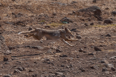 Vulpes vulpes arabica