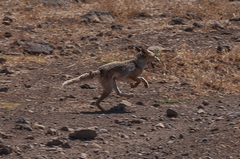 Vulpes vulpes arabica