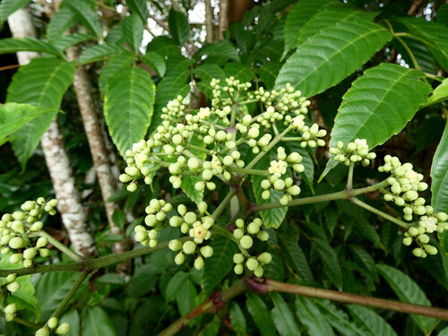 Leea nova-guineensis, photograph 6