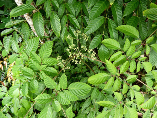 Leea nova-guineensis, photograph 5