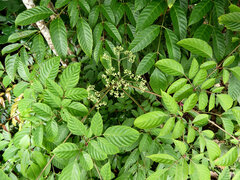 (c) Steve Fitzgerald, some rights reserved (CC BY-SA) Leea nova-guineensis, photograph (c) Steve Fitzgerald, some rights reserved (CC BY-SA)