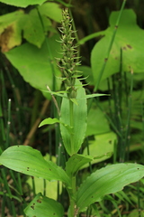 Galearis camtschatica