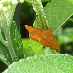 Aglaopus