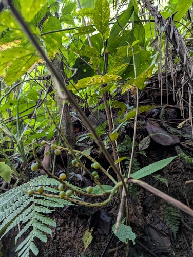 Chamaedorea pinnatifrons, photograph 6