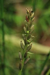 Galearis camtschatica