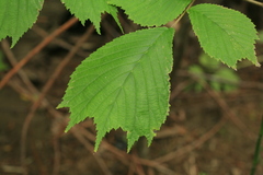 Ulmus laciniata