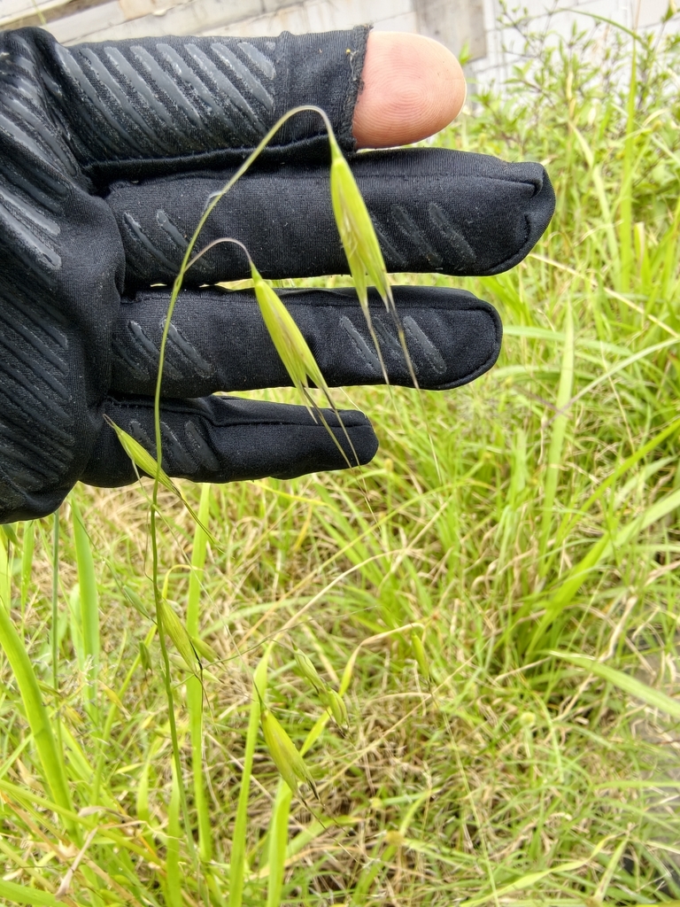 Algerian Oat (Avena sativa)
