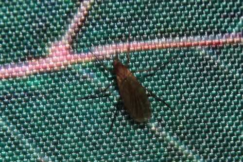 iNaturalist observation photo of Flies