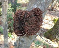 Neonectria ditissima