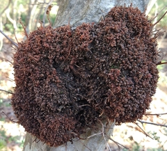 Neonectria ditissima