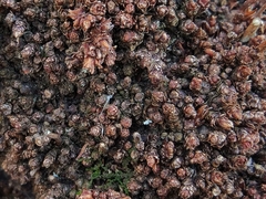 Neonectria ditissima