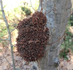 Neonectria ditissima