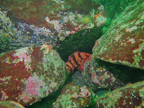 Tiger rockfish (Sebastes nigrocinctus) — Sebastidae — 5