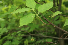 Euonymus miniata