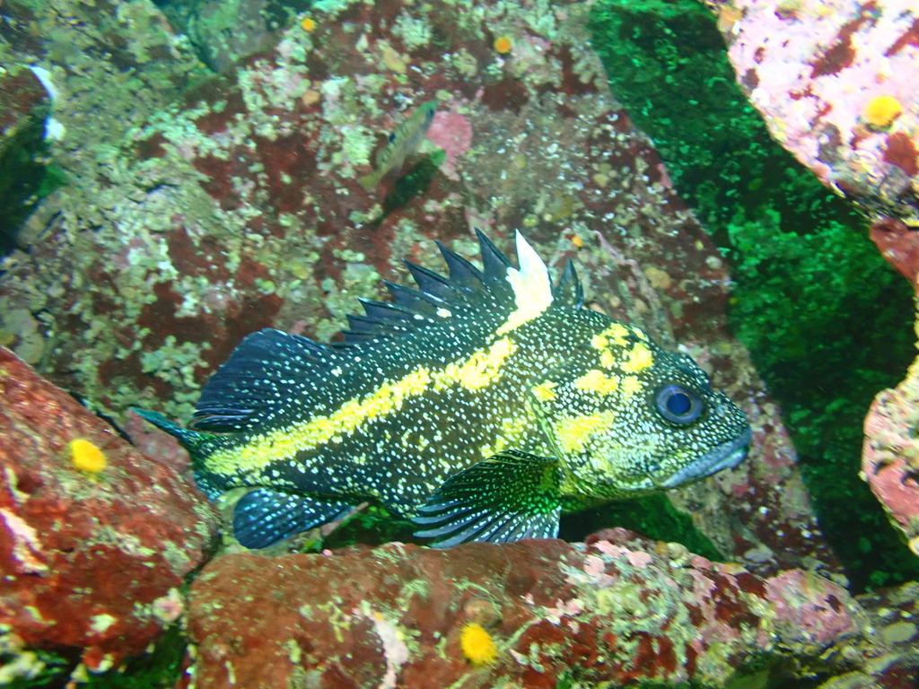 China rockfish (Sebastes nebulosus) — Sebastidae