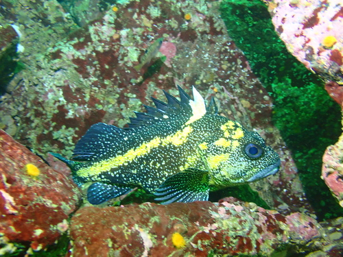 China rockfish (Sebastes nebulosus) — Sebastidae