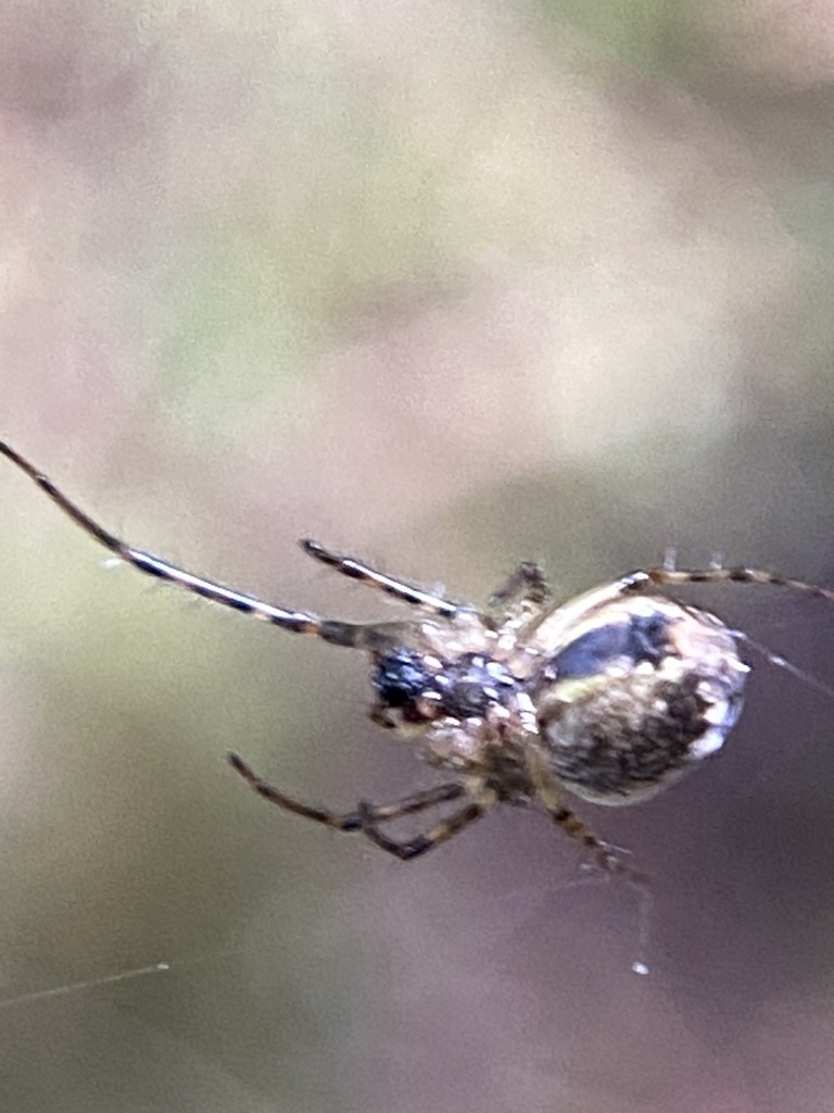 Metellina curtisi