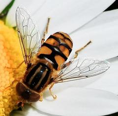 Parhelophilus integer