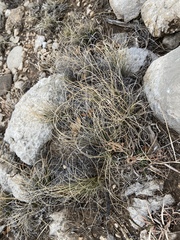 Muhlenbergia setifolia