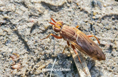 Elgiva solicita