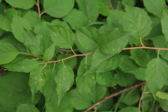 Celastrus strigillosus