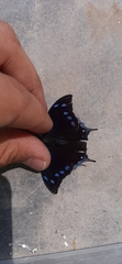 Memphis perenna austrina