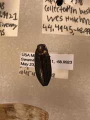 Buprestis striata