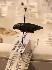 Buprestis striata