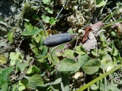 Crotalaria rotundifolia