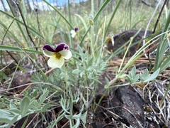 Viola hallii