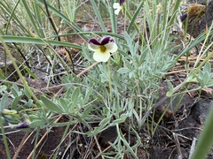 Viola hallii, photograph (c) Dee Shea Himes, some rights reserved (CC BY)