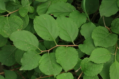 Celastrus strigillosus