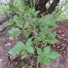 Cyphostemma barbosae