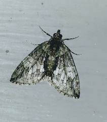 Hydriomena transfigurata
