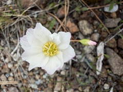Lewisia oppositifolia