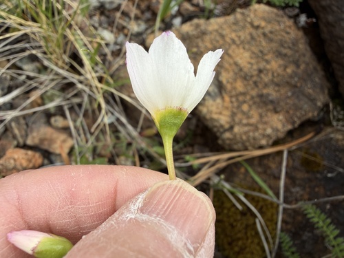 Lewisia oppositifolia, photograph 1