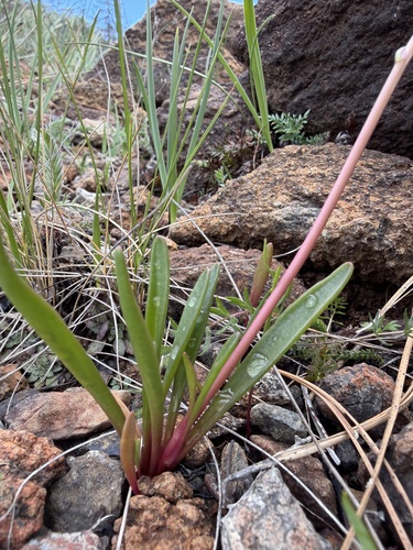 Lewisia oppositifolia, photograph 2