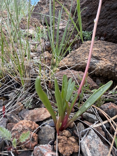 Lewisia oppositifolia, photograph 3