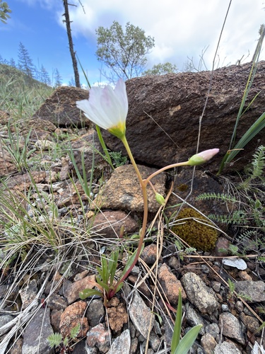 Lewisia oppositifolia, photograph 4