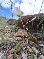 Lewisia oppositifolia, photograph (c) Dee Shea Himes, some rights reserved (CC BY)
